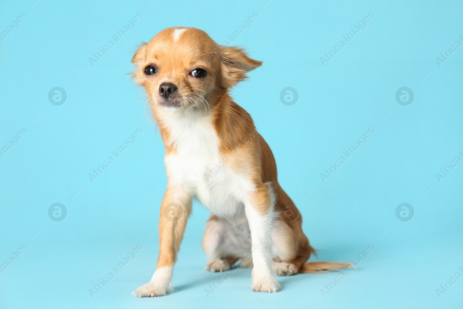 Photo of Cute small Chihuahua dog on light blue background