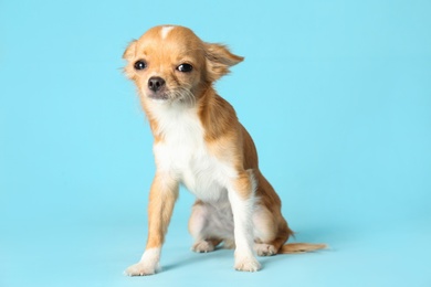 Photo of Cute small Chihuahua dog on light blue background