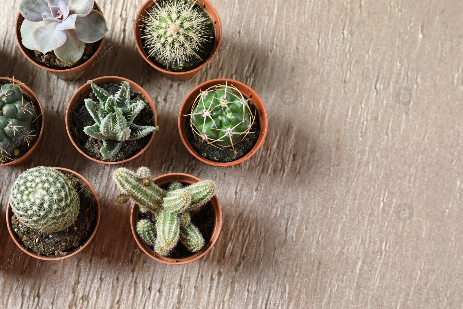 Photo of Flat lay composition with different succulent plants in pots on table, space for text. Home decor