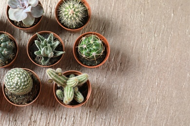 Photo of Flat lay composition with different succulent plants in pots on table, space for text. Home decor
