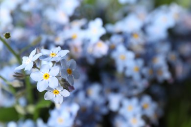 Photo of Beautiful forget-me-not flowers growing outdoors, closeup. Spring season