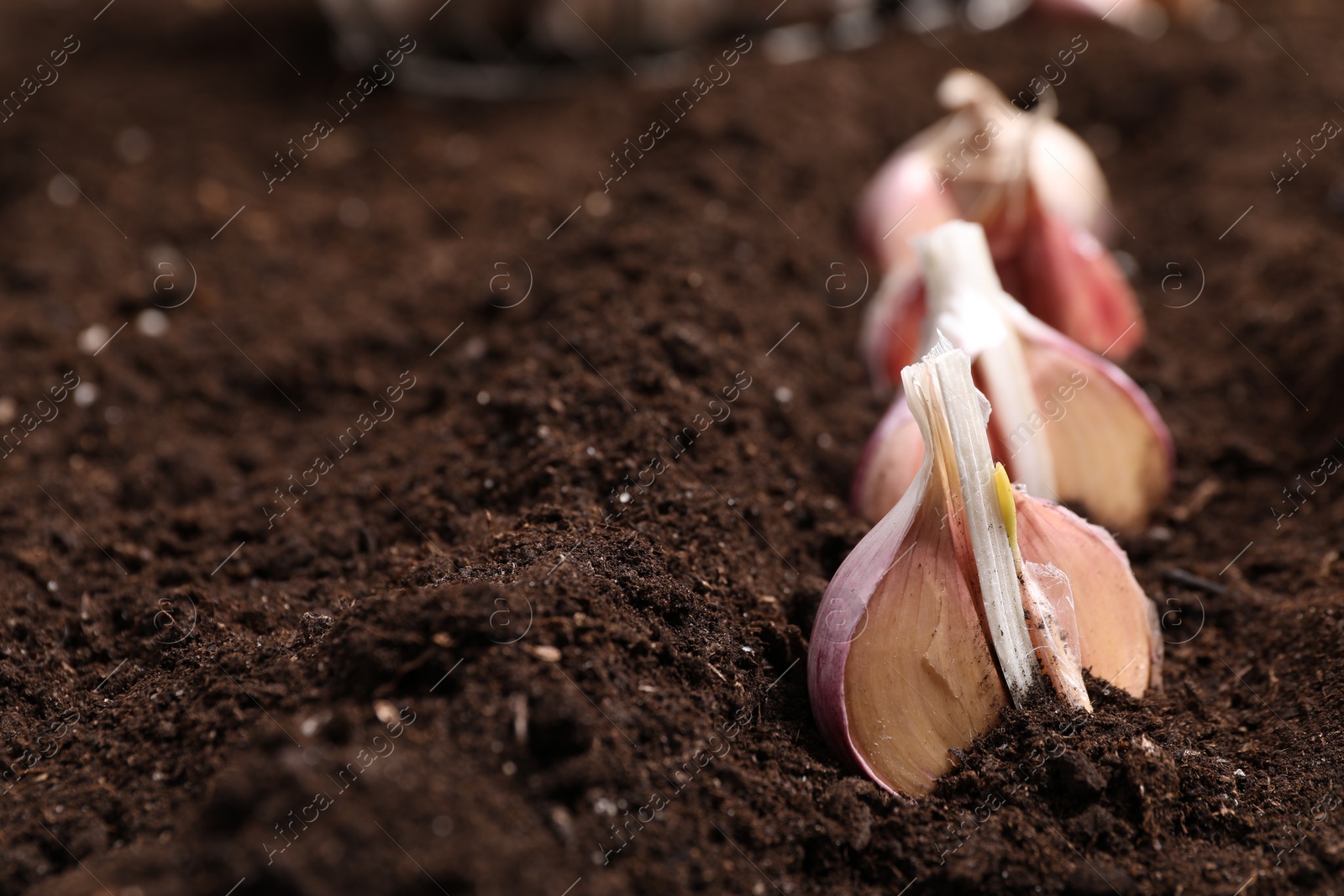 Photo of Vegetable planting. Cloves of garlic in fertile soil, closeup. Space for text