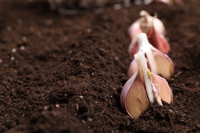 Vegetable planting. Cloves of garlic in fertile soil, closeup. Space for text