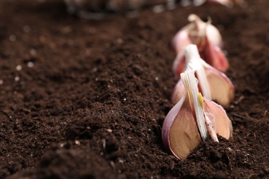 Photo of Vegetable planting. Cloves of garlic in fertile soil, closeup. Space for text