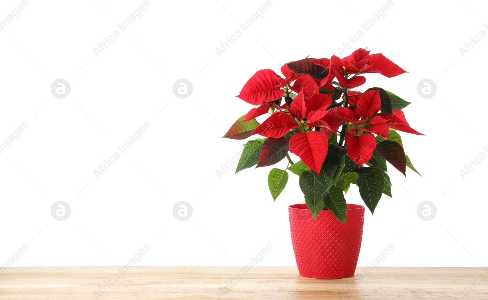 Photo of Red Poinsettia in pot on wooden table, space for text. Christmas traditional flower