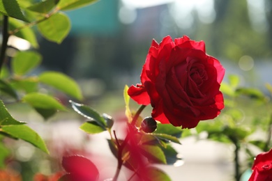 Photo of Beautiful blooming rose in garden on sunny day, space for text