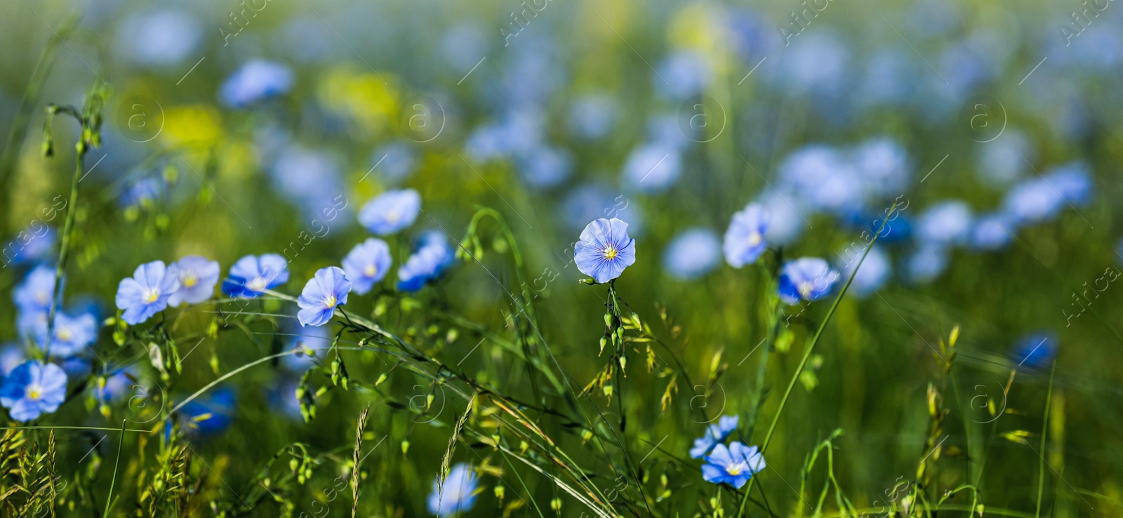 Image of Picturesque view of beautiful blooming flax field. Banner design