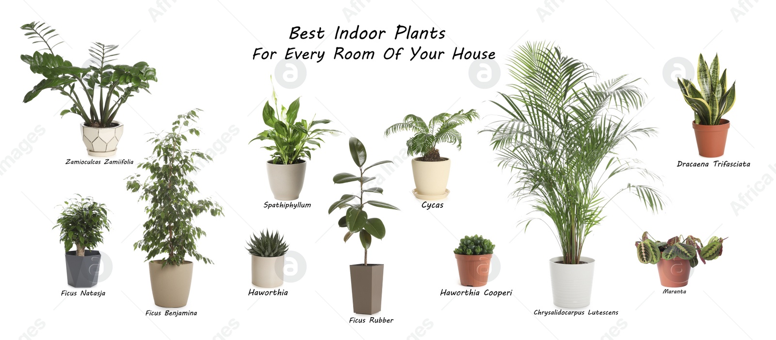 Image of Set of best house plants on white background. Banner design