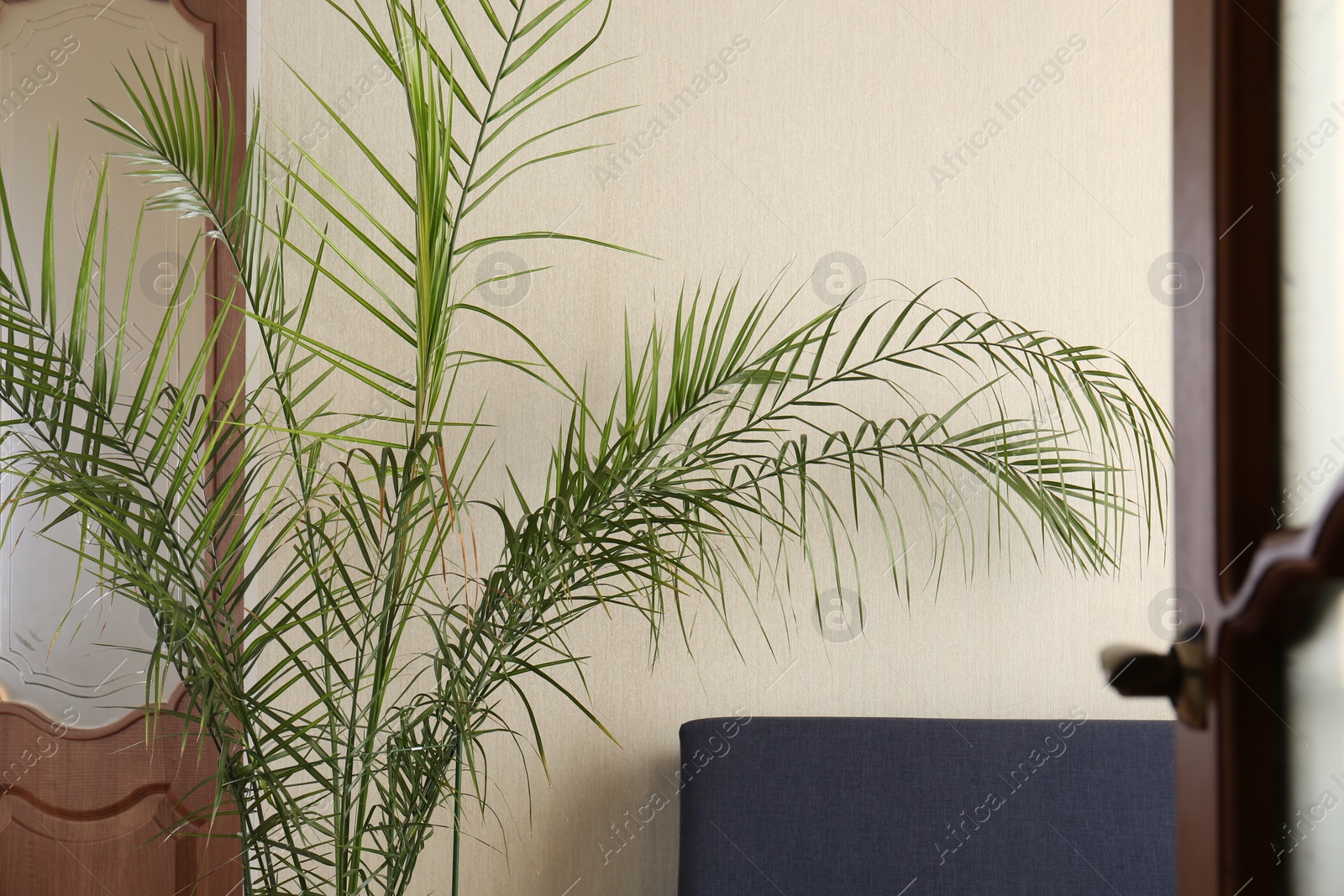 Photo of Beautiful palm plant near beige wall indoors. House decoration