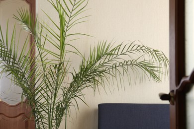 Beautiful palm plant near beige wall indoors. House decoration
