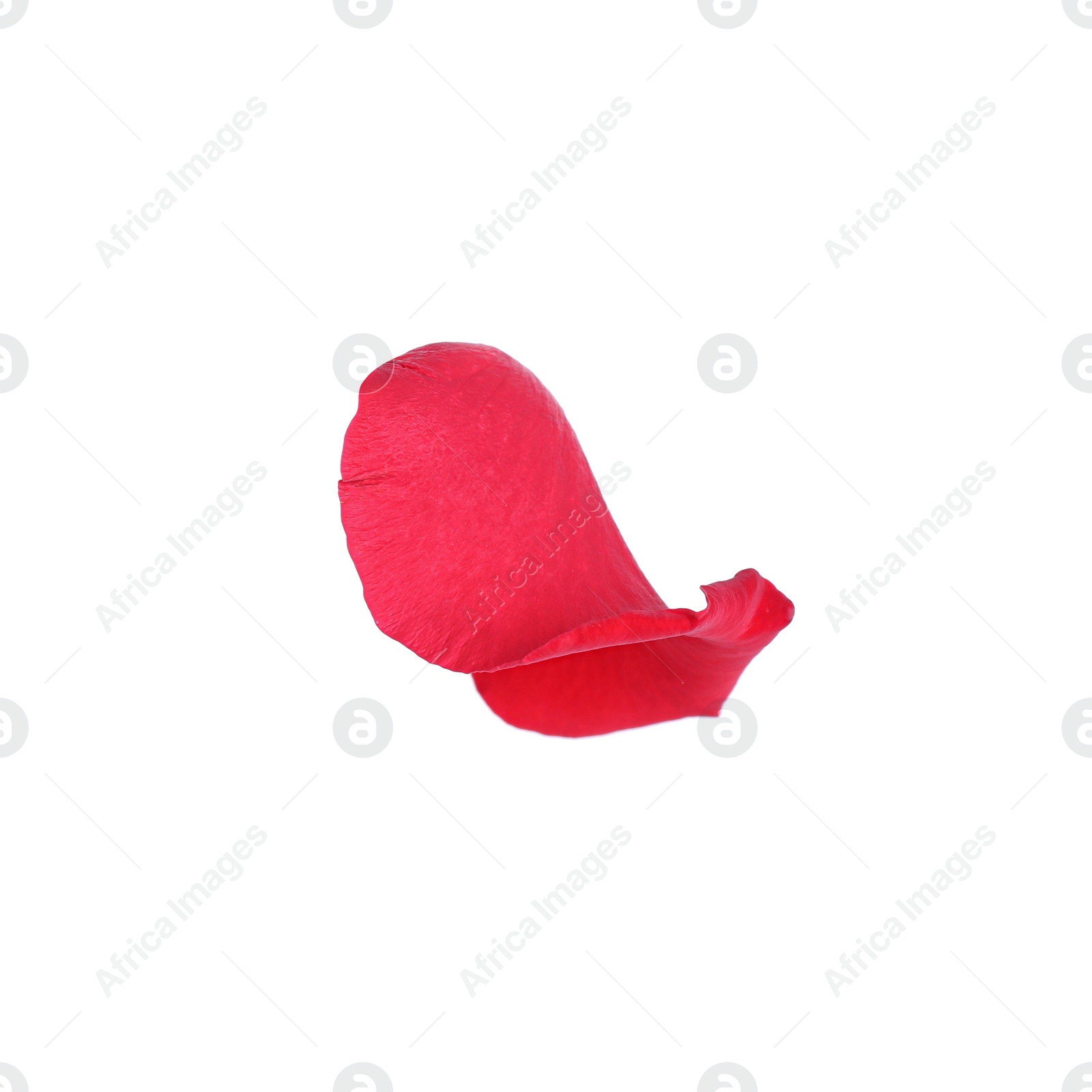 Photo of Tender red rose petal isolated on white