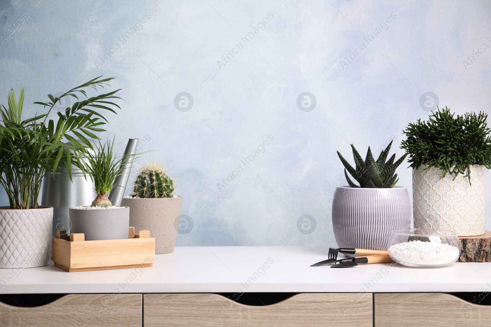 Photo of Different house plants in pots with gardening tools on white table. Space for text