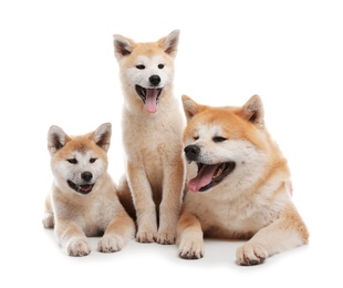 Adorable Akita Inu dog and puppies isolated on white