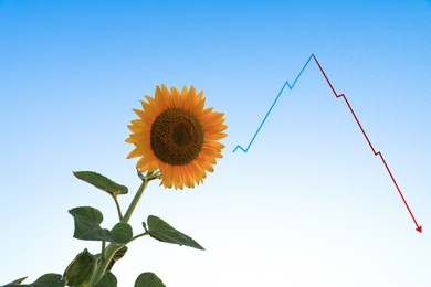 Agricultural crisis. Sunflower and illustration of graph showing decrease amount of harvest