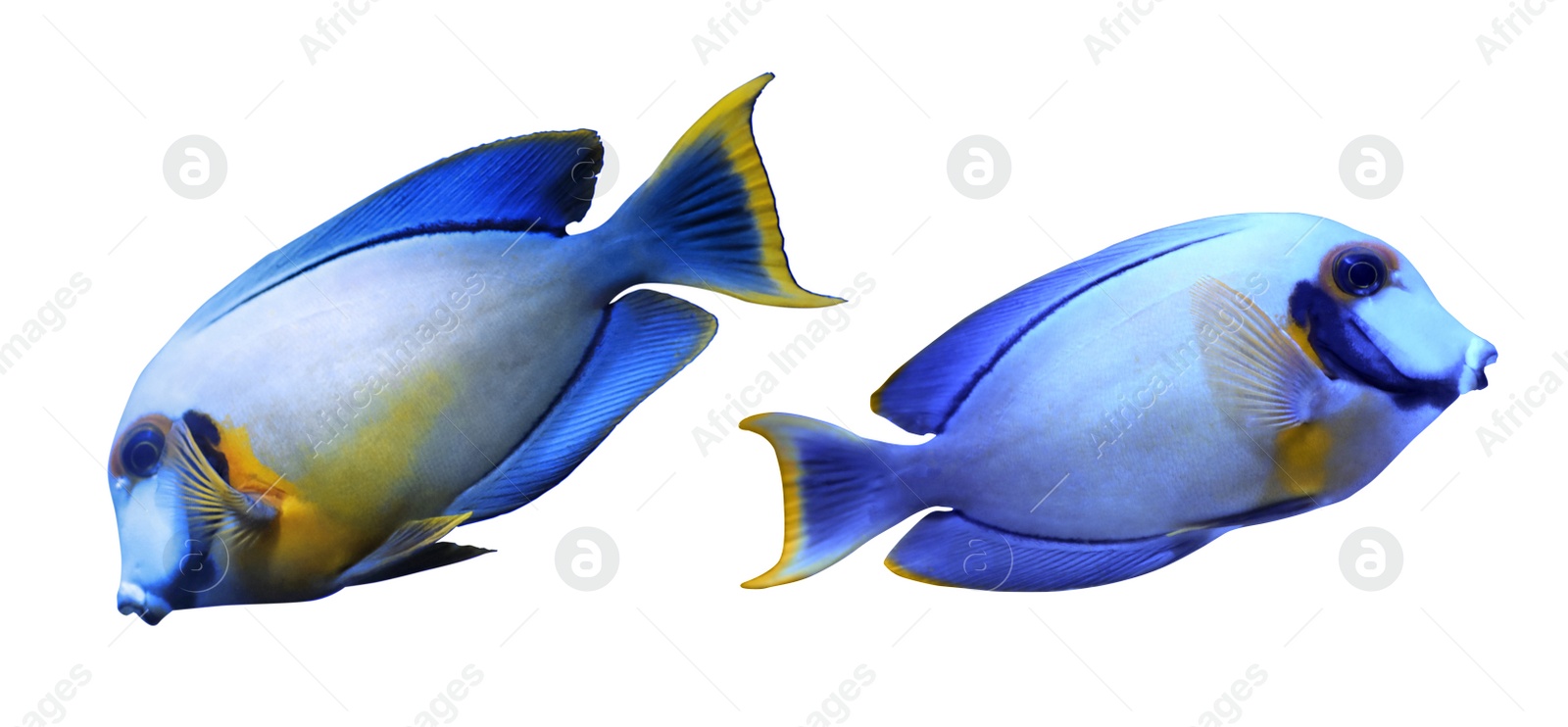 Image of Collage of beautiful surgeonfish on white background