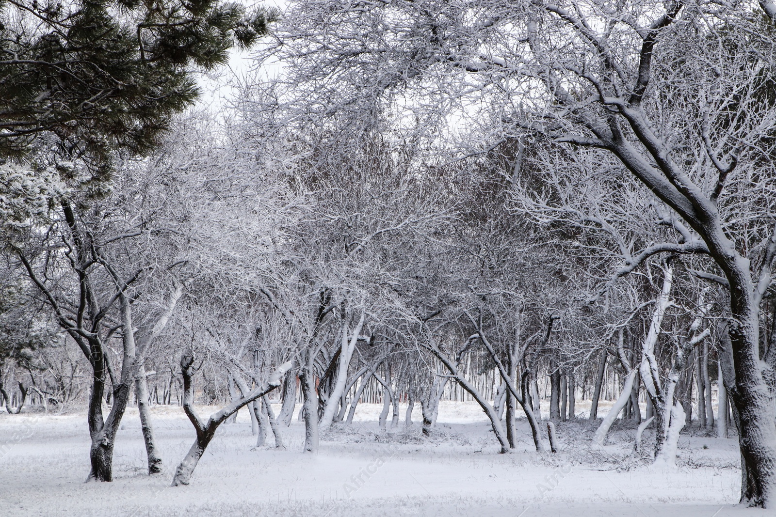 Photo of Picturesque view of beautiful forest covered with snow