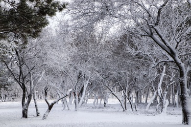 Picturesque view of beautiful forest covered with snow