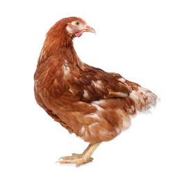 Beautiful chicken on white background. Domestic animal