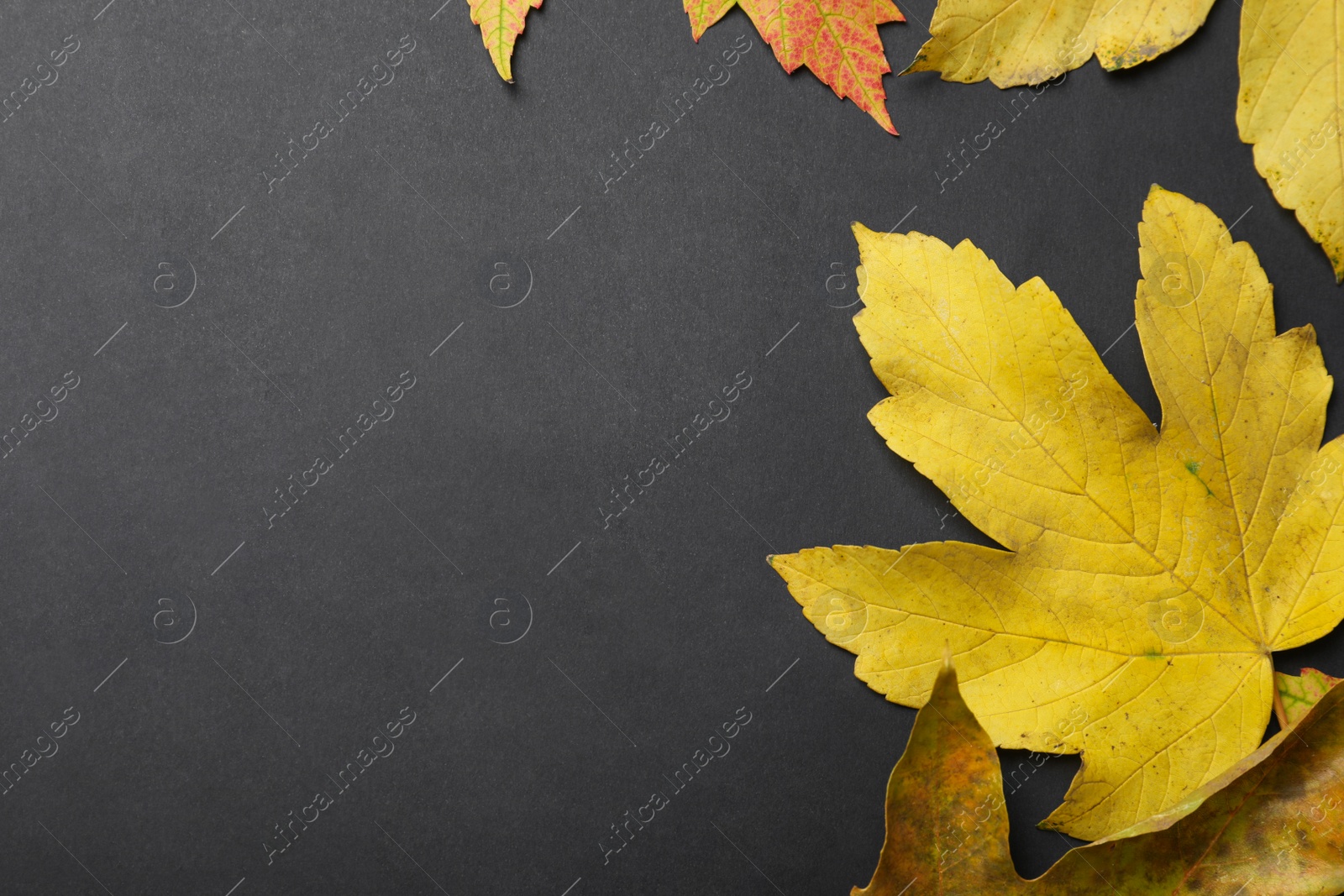 Photo of Colorful autumn leaves on black background, flat lay. Space for text