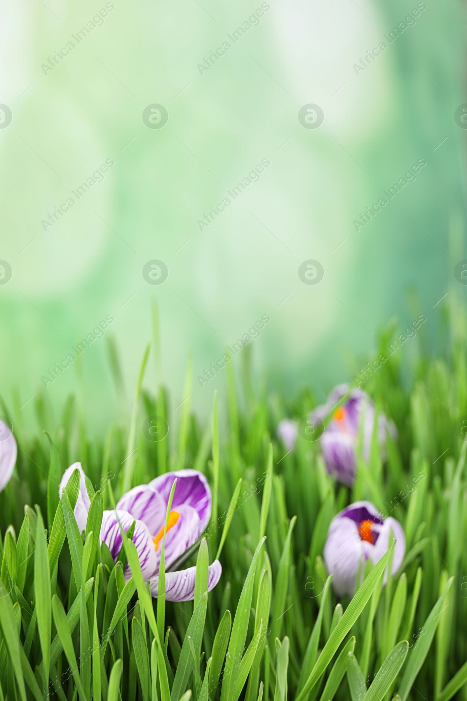 Photo of Fresh grass and crocus flowers on light green background, space for text. Spring season
