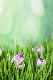 Fresh grass and crocus flowers on light green background, space for text. Spring season