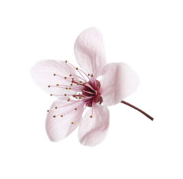 Beautiful plum blossom isolated on white. Spring season