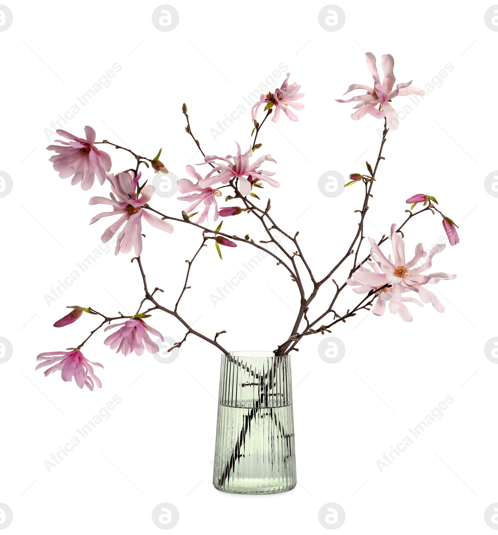 Photo of Magnolia tree branches with beautiful flowers in glass vase isolated on white