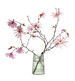 Magnolia tree branches with beautiful flowers in glass vase isolated on white