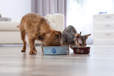 Photo of Adorable dog and cat eating pet food together at home. Friends forever