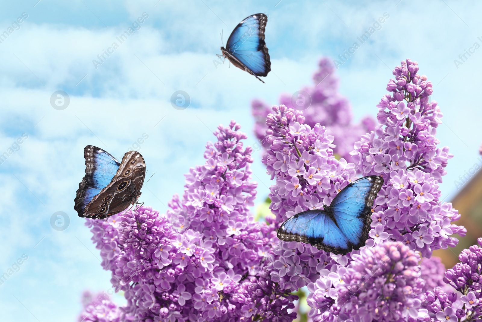 Image of Blossoming lilac and amazing common morpho butterflies outdoors