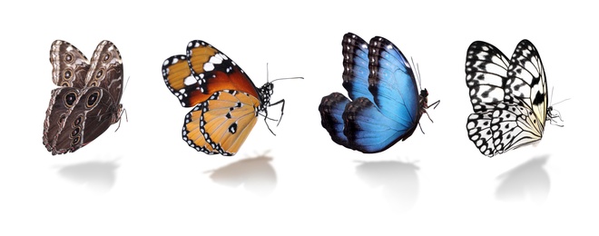 Image of Set of different beautiful butterflies on white background. Banner design 