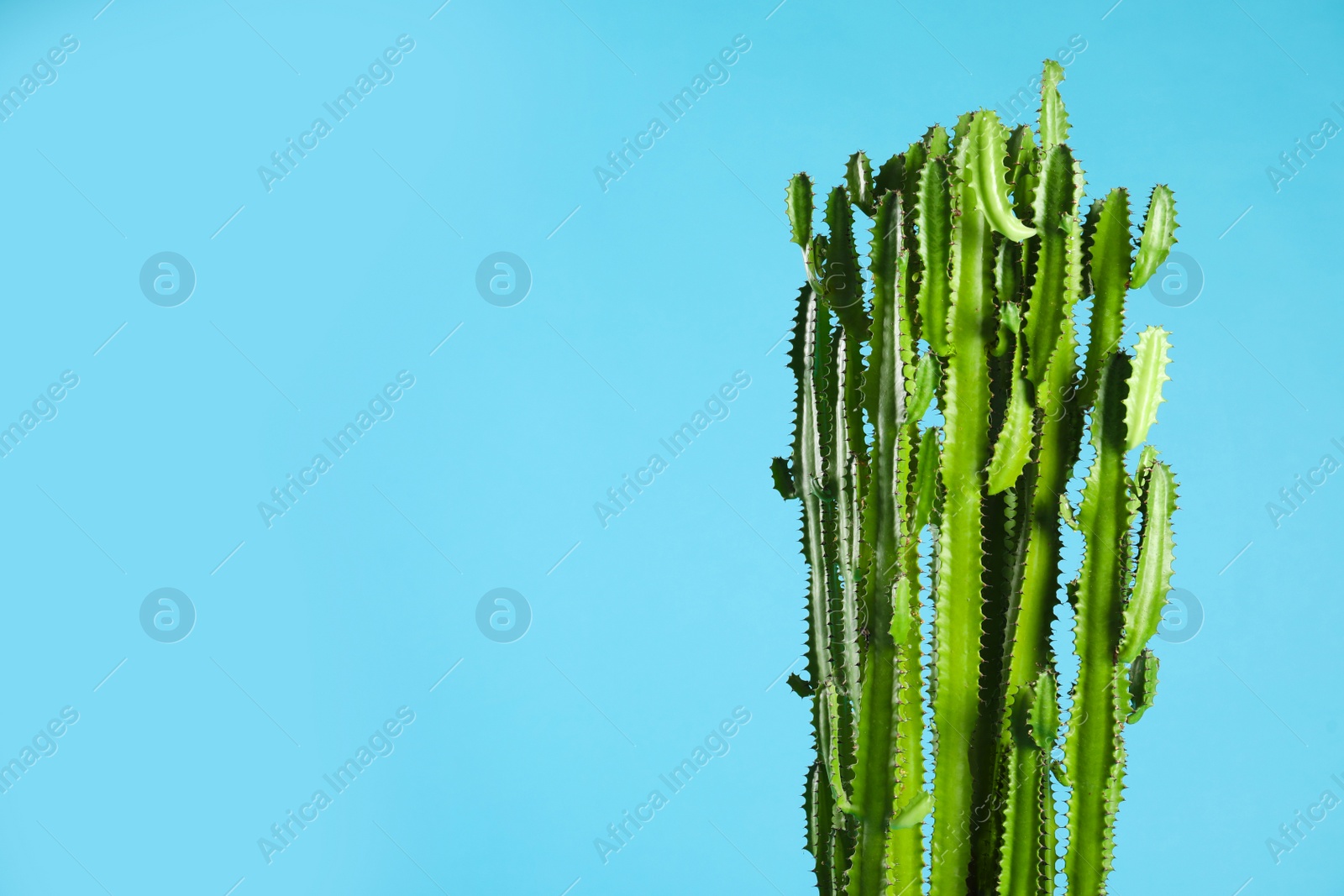 Photo of Beautiful cactus on light blue background, space for text. Tropical plant