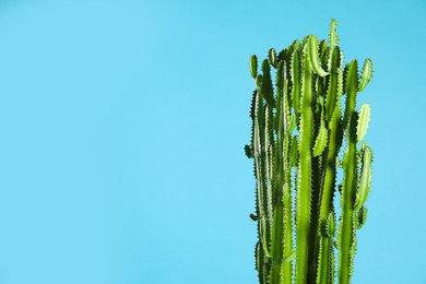 Photo of Beautiful cactus on light blue background, space for text. Tropical plant