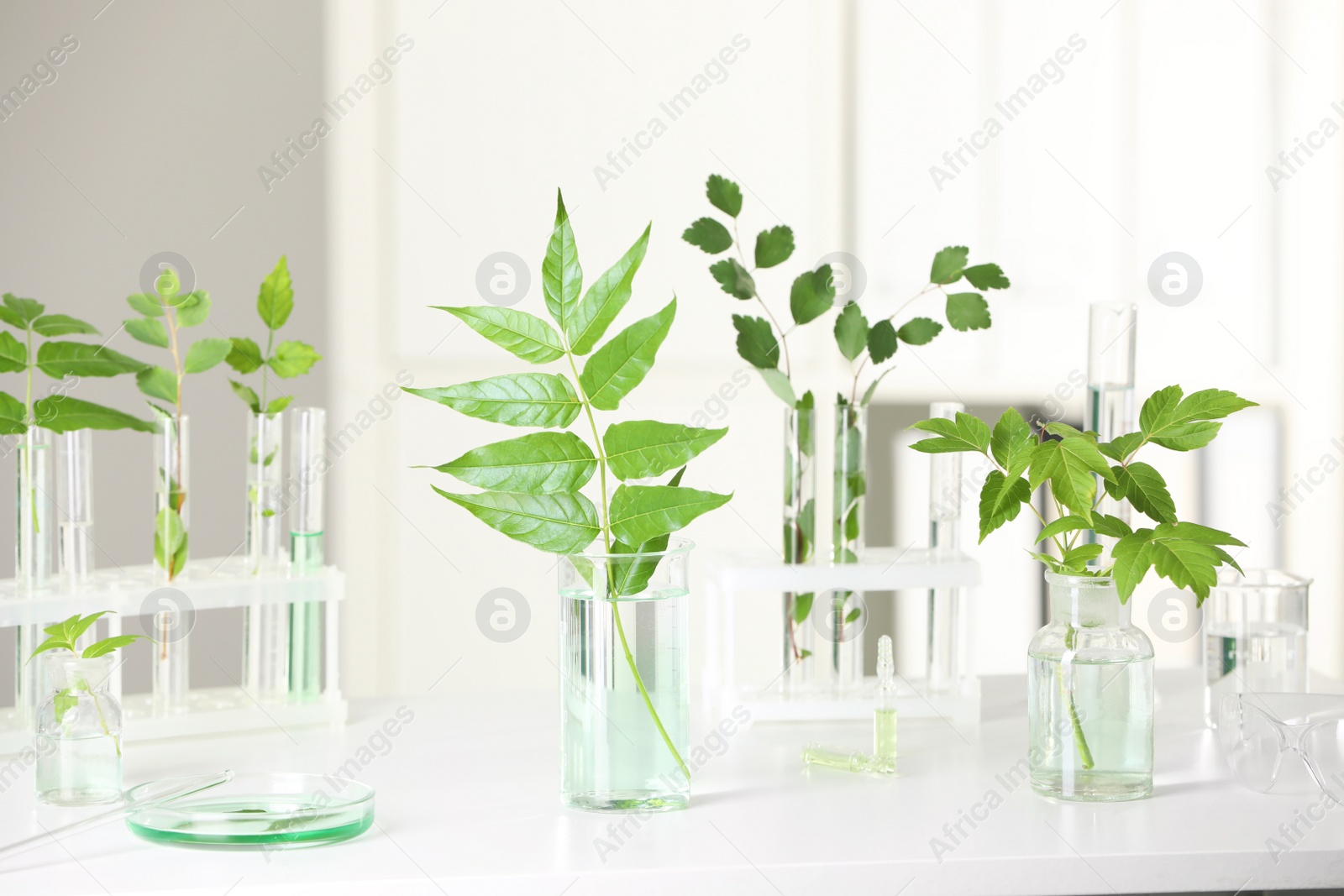 Photo of Laboratory glassware with plants on white table