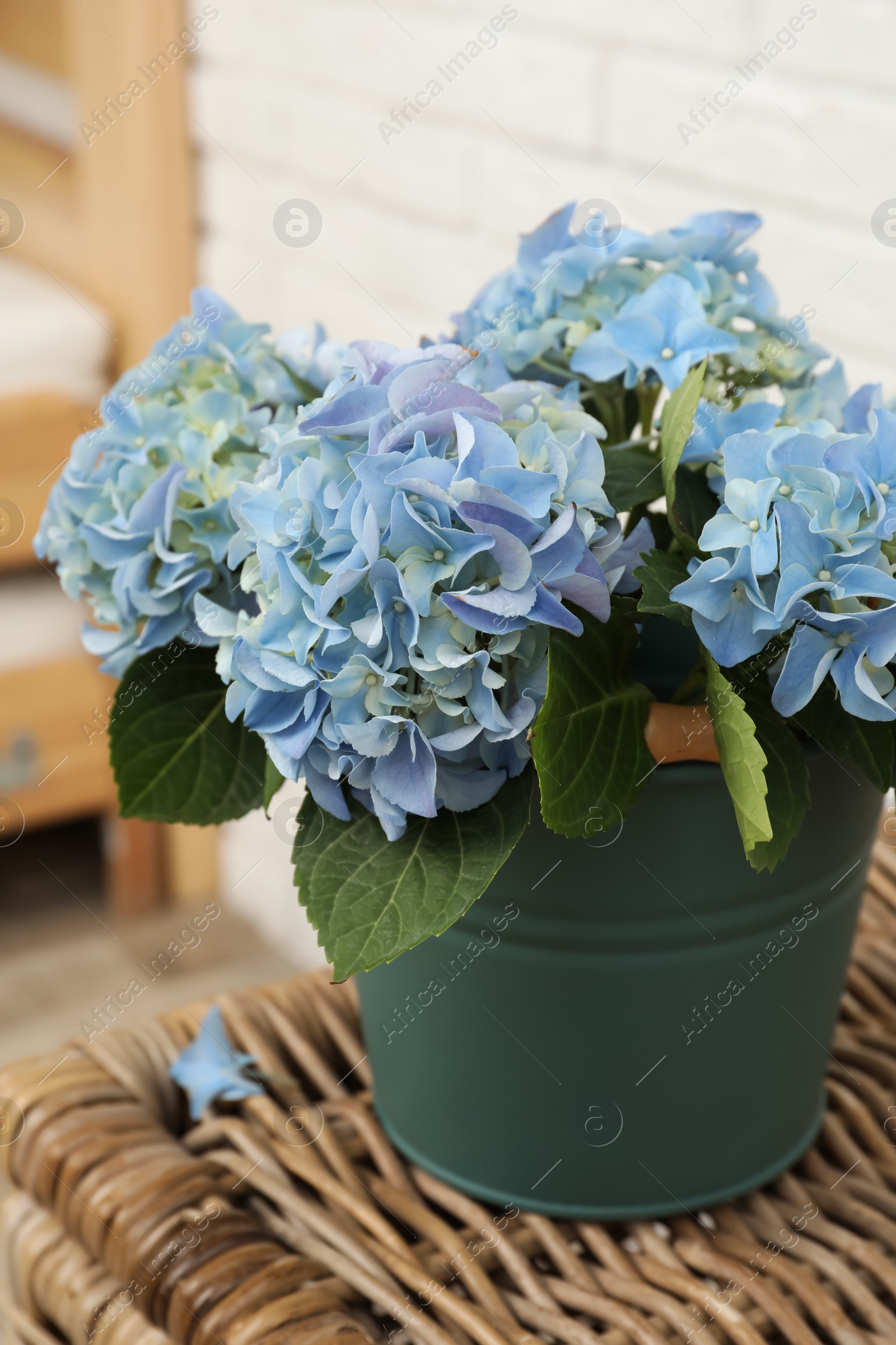 Photo of Beautiful blooming blue hortensia in bucket on wicker table indoors