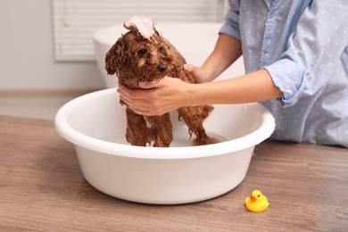 Photo of Woman washing cute Maltipoo dog in basin indoors. Lovely pet