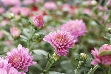 Photo of Beautiful pink chrysanthemum flowers with leaves, closeup