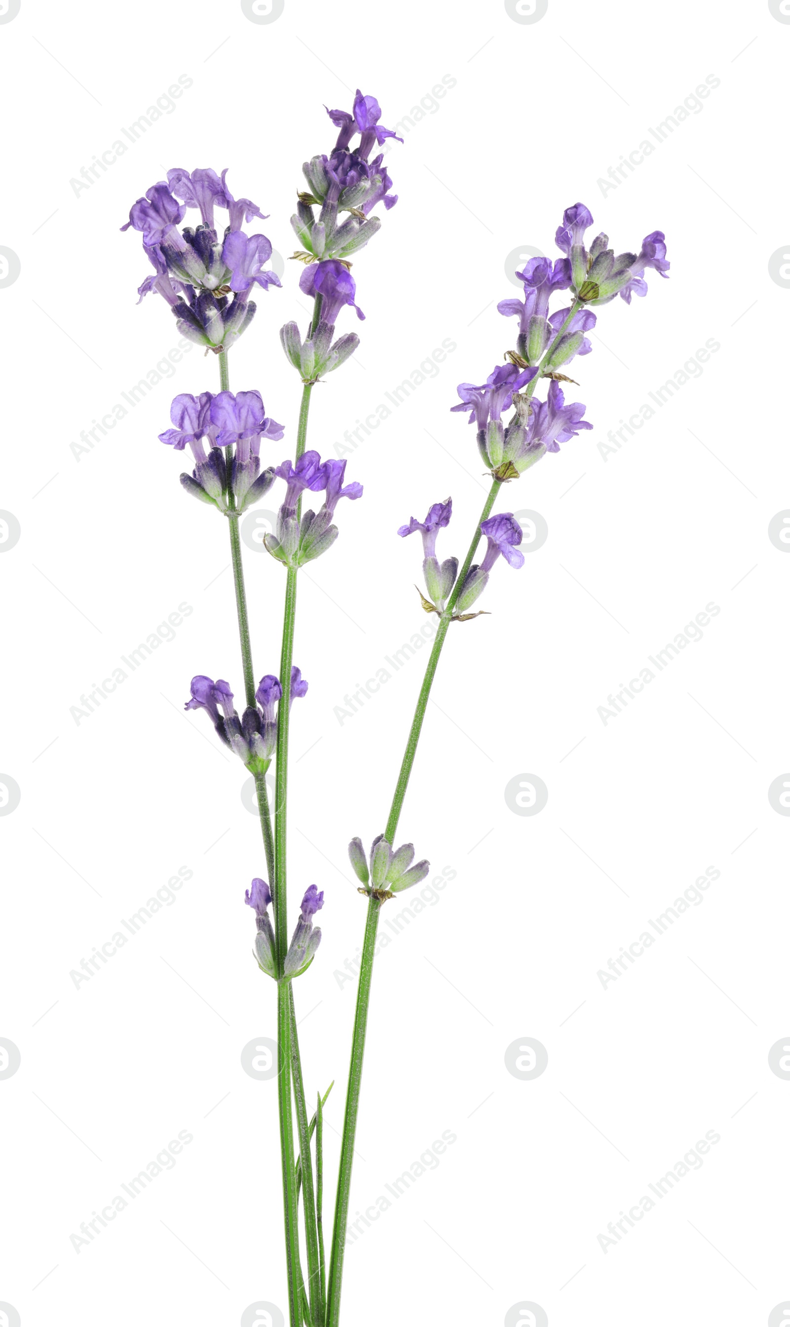 Photo of Beautiful blooming lavender flowers isolated on white