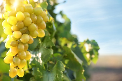 Photo of Bunch of ripe juicy grapes on branch in vineyard, closeup. Space for text