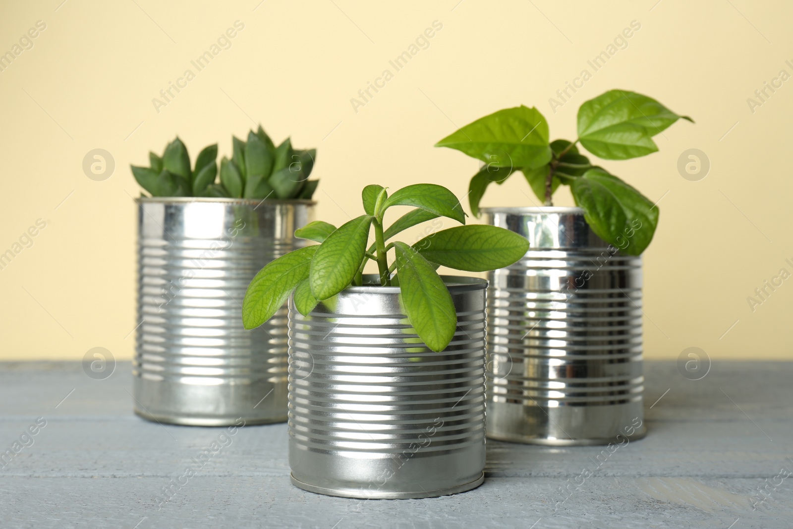 Photo of Beautiful houseplants in tin cans on light grey wooden table, closeup