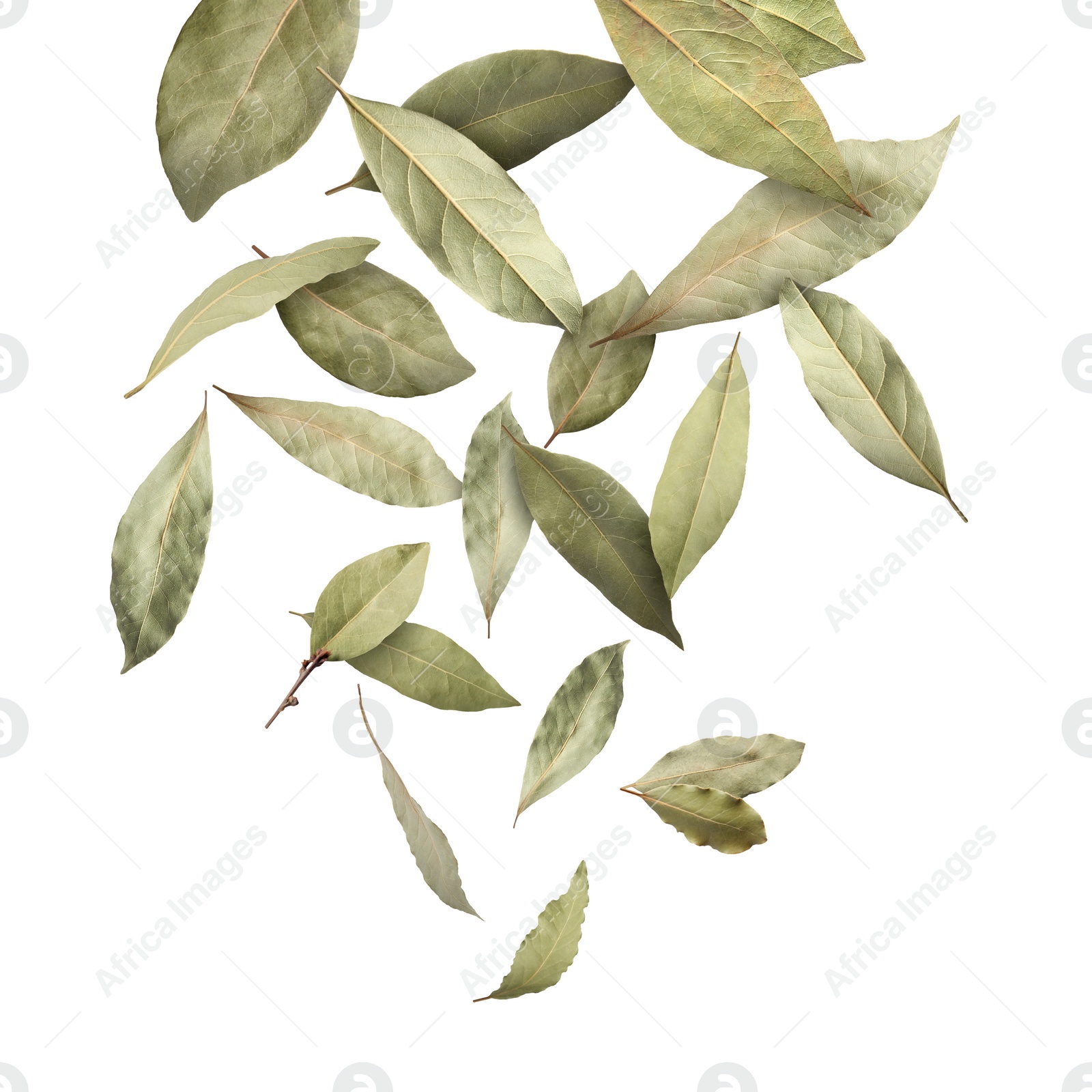 Image of Dry bay leaves falling on white background