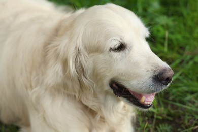 Photo of Cute golden retriever lying on green grass in park