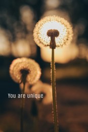 Image of You are unique, affirmation. Sun shining through beautiful fluffy dandelion outdoors