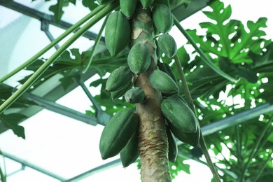 Photo of Unripe papaya fruits growing on tree outdoors, closeup view. Space for text