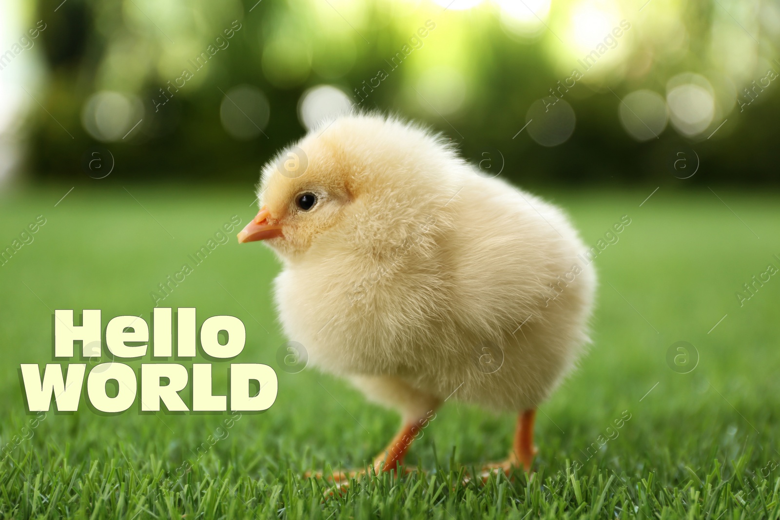 Image of Hello World. Cute fluffy chick on green grass outdoors, closeup