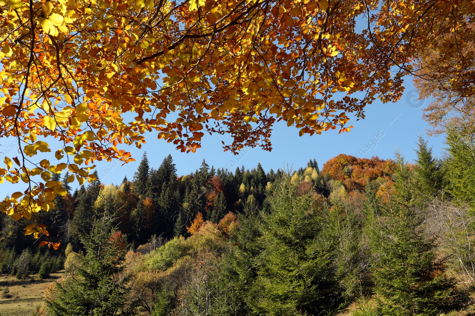 Photo of Picturesque view of beautiful forest on sunny day in autumn