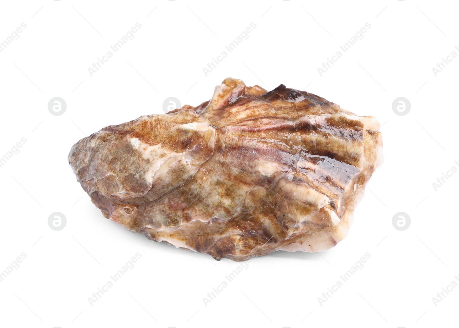 Photo of Fresh raw closed oyster isolated on white