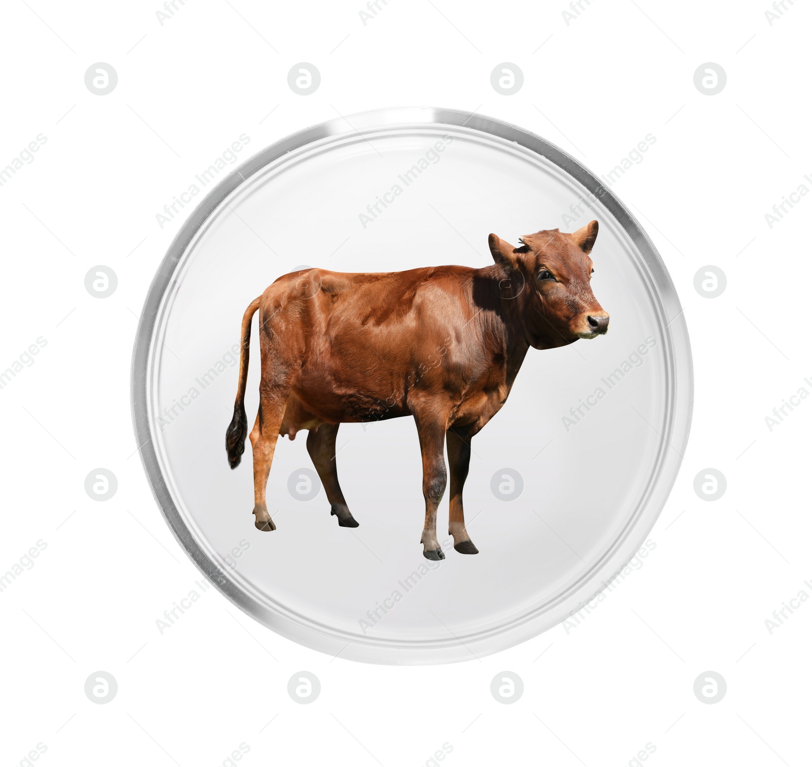 Image of Small cow in Petri dish on white background. Cultured meat concept