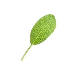 Photo of Aromatic green sage leaf isolated on white. Fresh herb