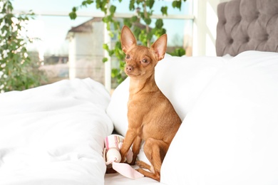 Photo of Cute toy terrier on bed. Domestic dog